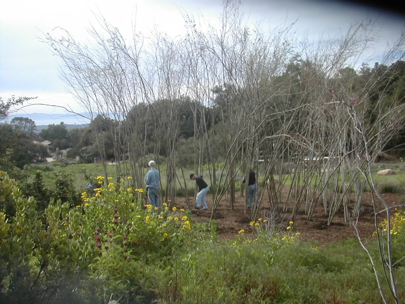 Construction of Toad Hall by Patrick Dougherty