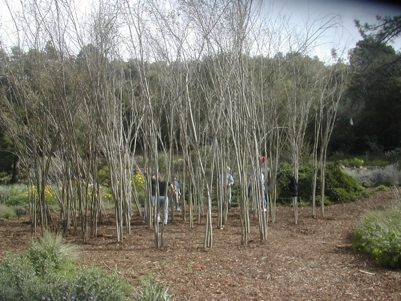 Construction of Toad Hall by Patrick Dougherty