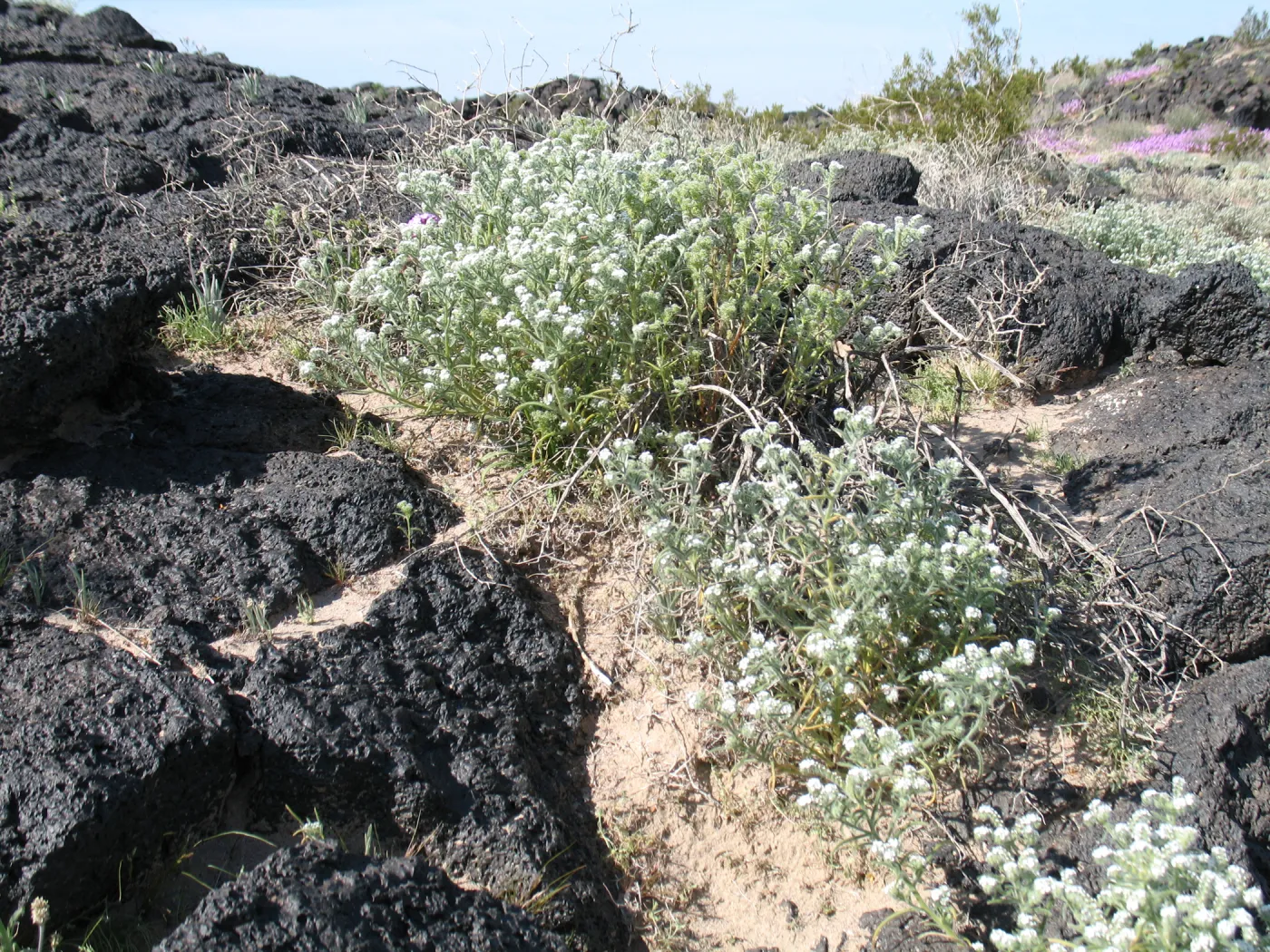Wildflowers near Amboy Crater