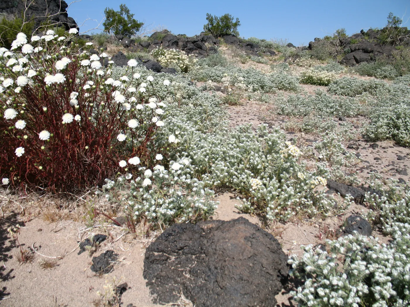 Chaenactis fremontii, Crypthantha