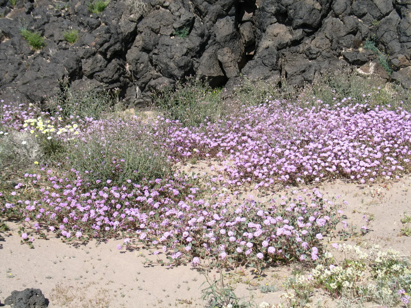 Abronia villosa near Amboy Crater
