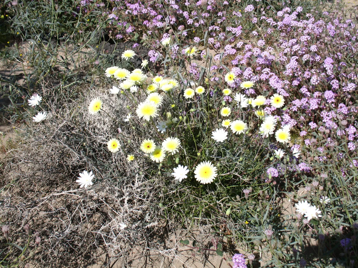 SBBG_BD_02194.jpg