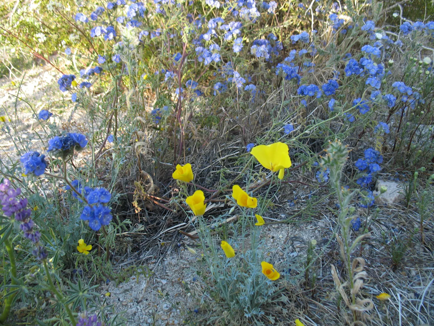 Phacelia, along Amboy Rd, Sheep Hole Mountains