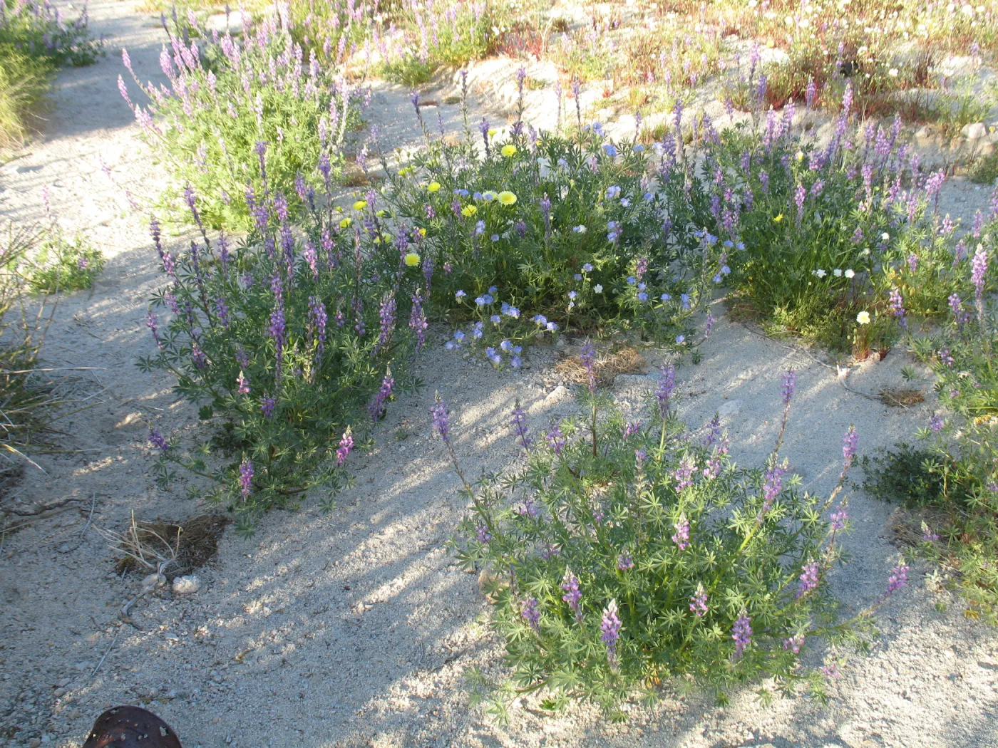 Lupinus hirsutissimus, Sheephole Pass
