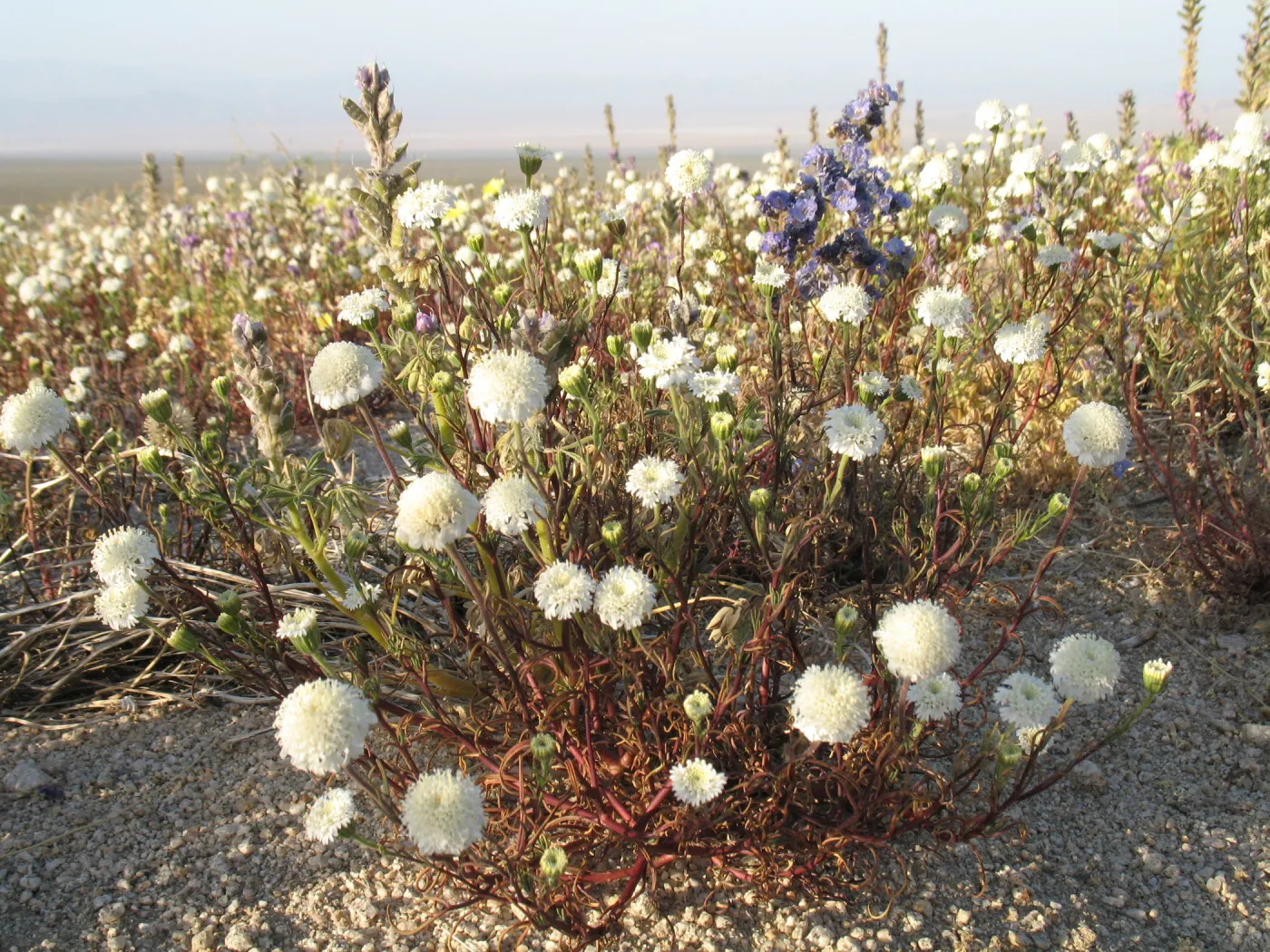Chaenactis, Sheephole Pass