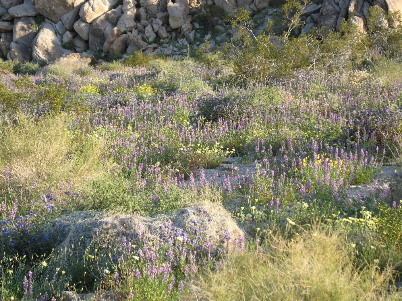 Lupinus hirsutissimus, Sheephole Pass