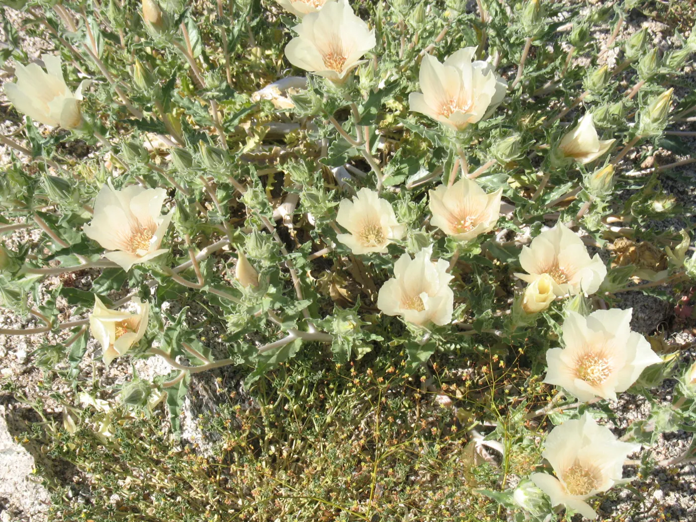 Mentzelia involucrata