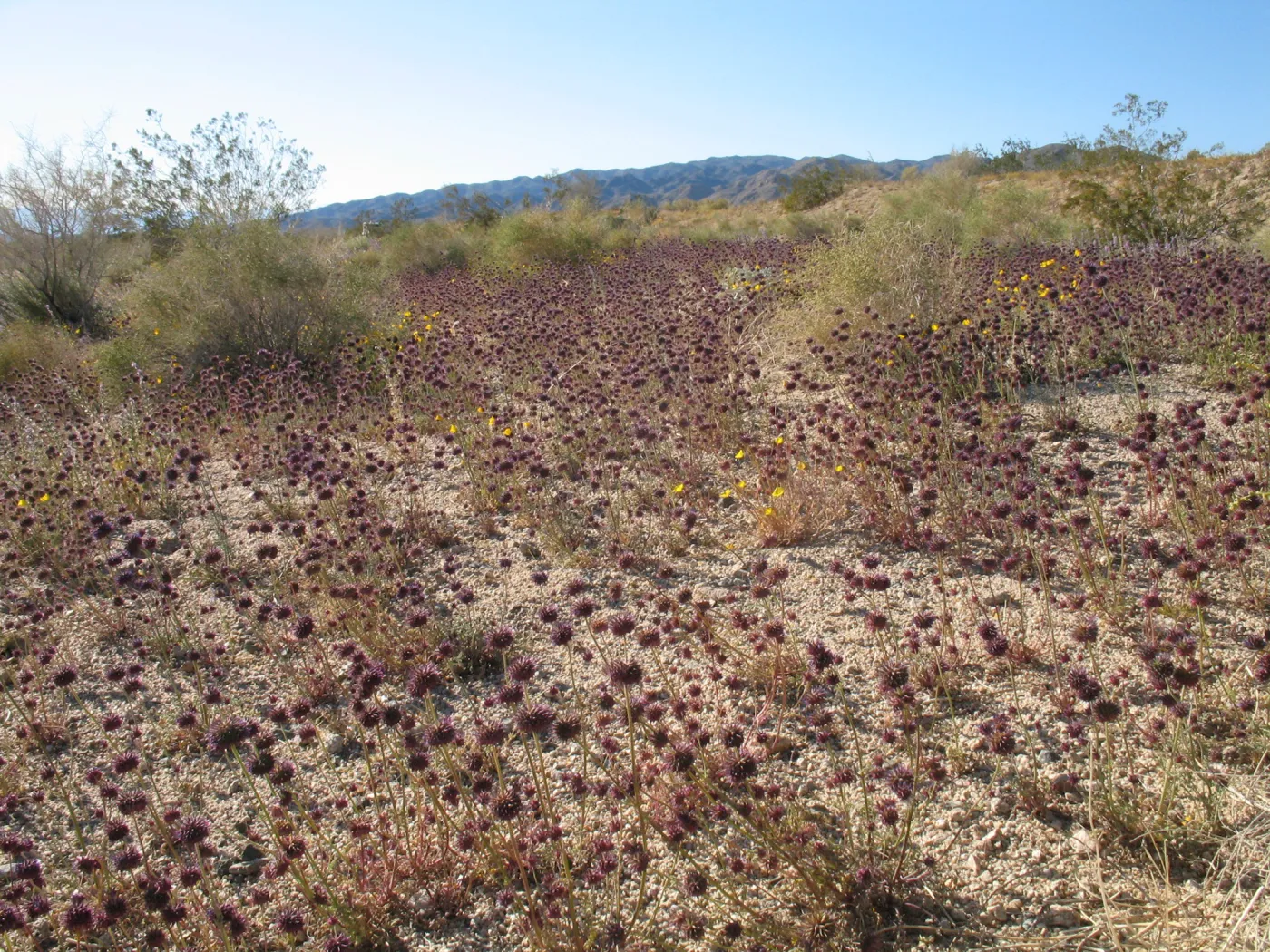 Salvia columbaria (Sage)