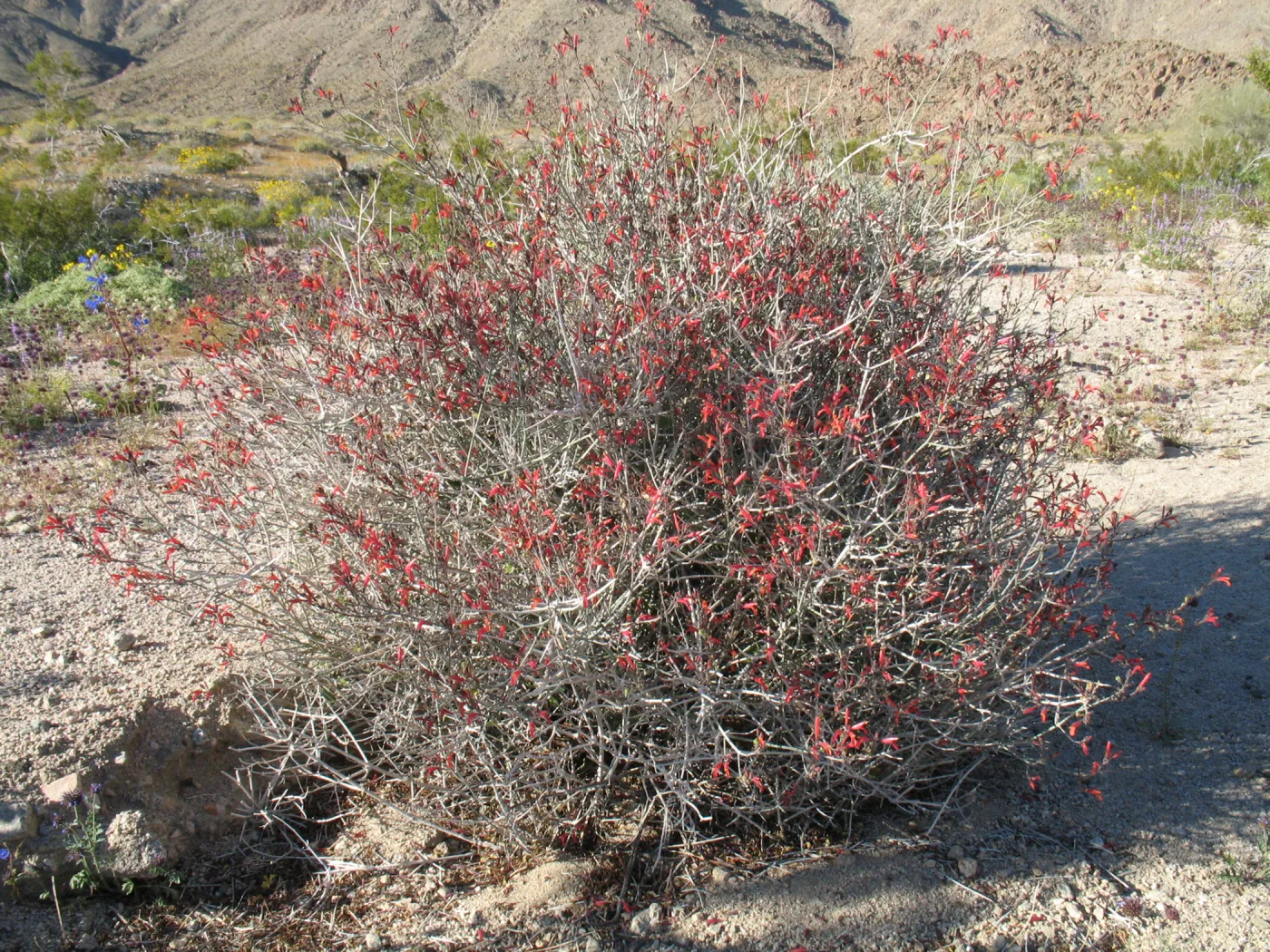 Justicia californica