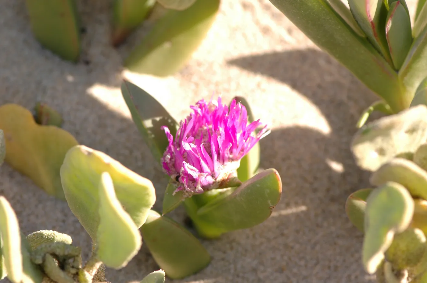 Oso Flaco Lake, Abronia maritima