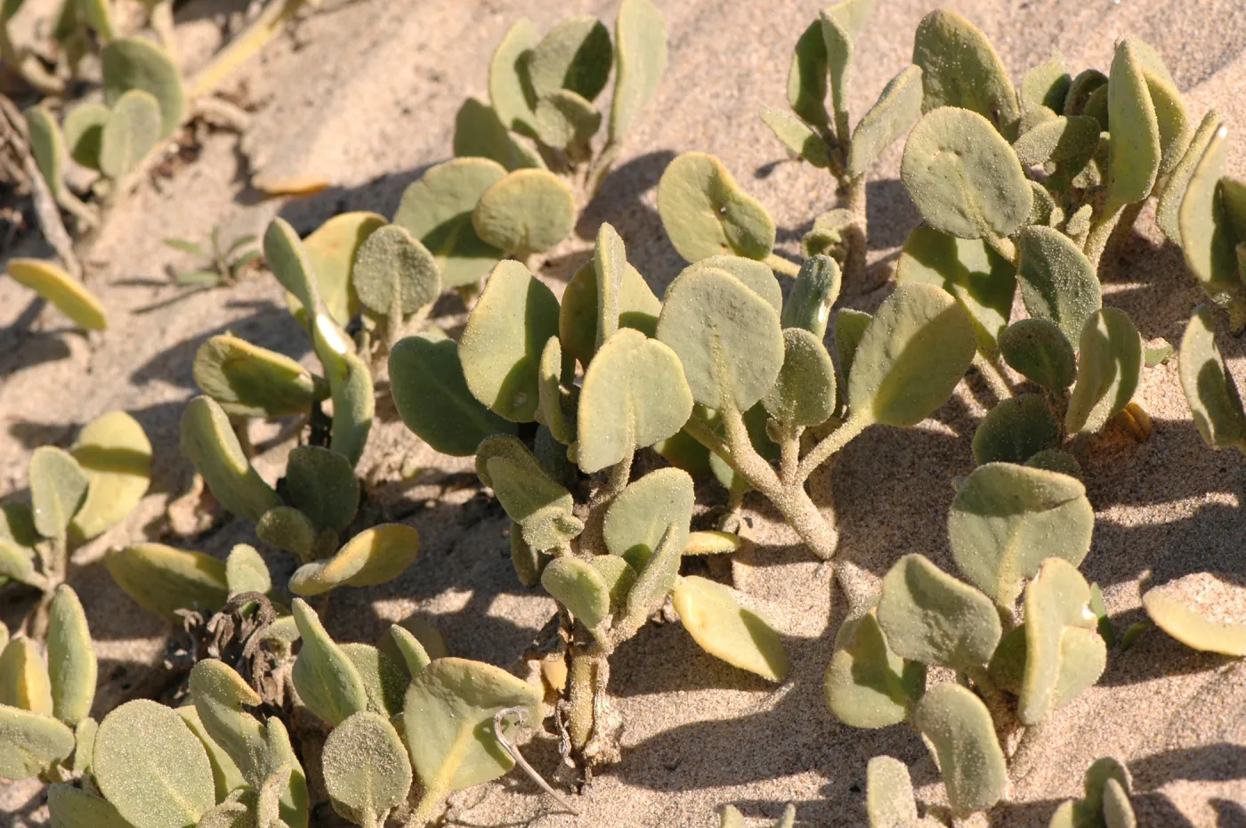 Oso Flaco Lake, Abronia maritima