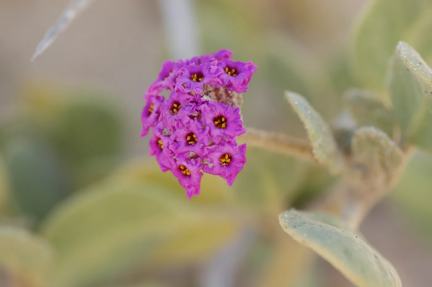 Oso Flaco Lake, Abronia maritima