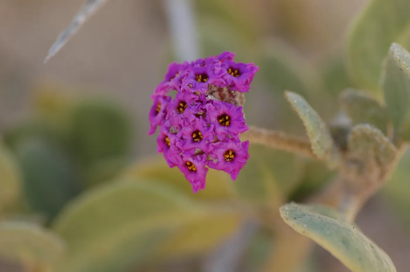Oso Flaco Lake, Abronia maritima