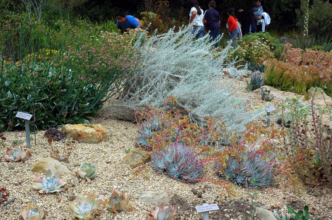 Dudleya 'Frank Reinelt'