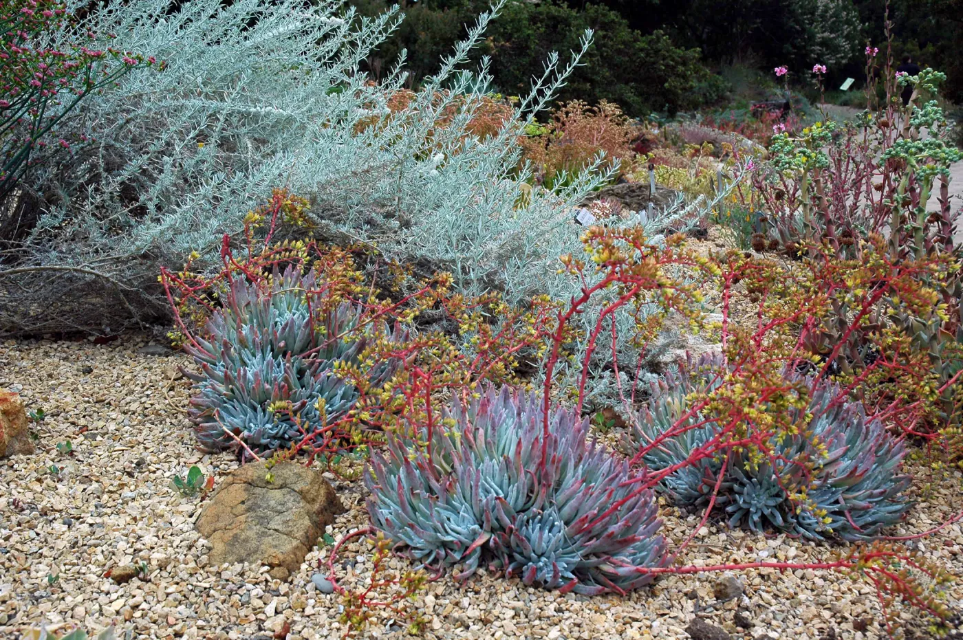 Dudleya 'Frank Reinelt'
