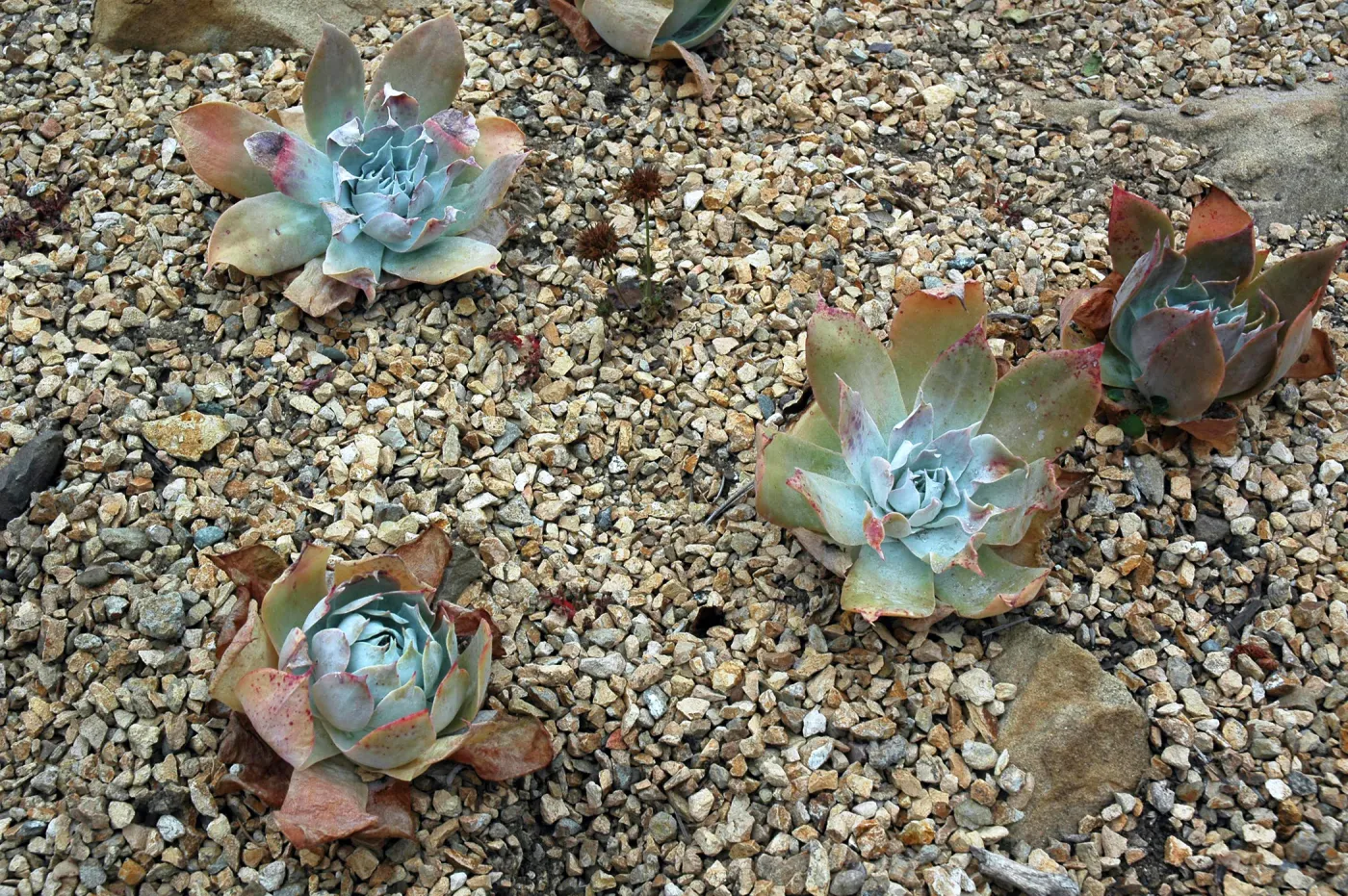 Dudleya pulverulenta in the Dudleya Display