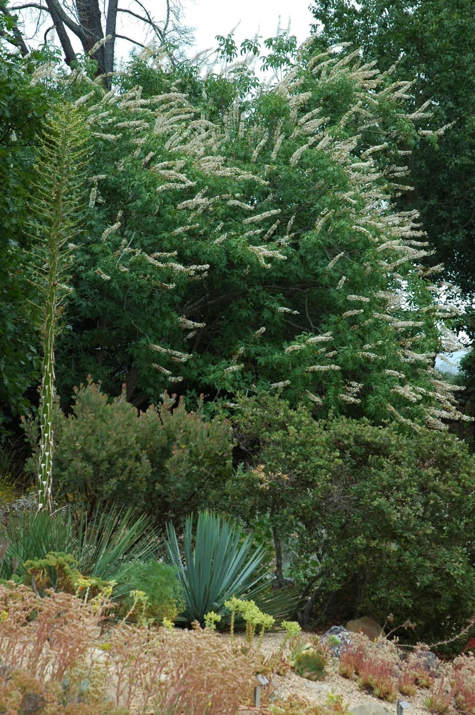 Aesculus californica behind the Dudleya Display