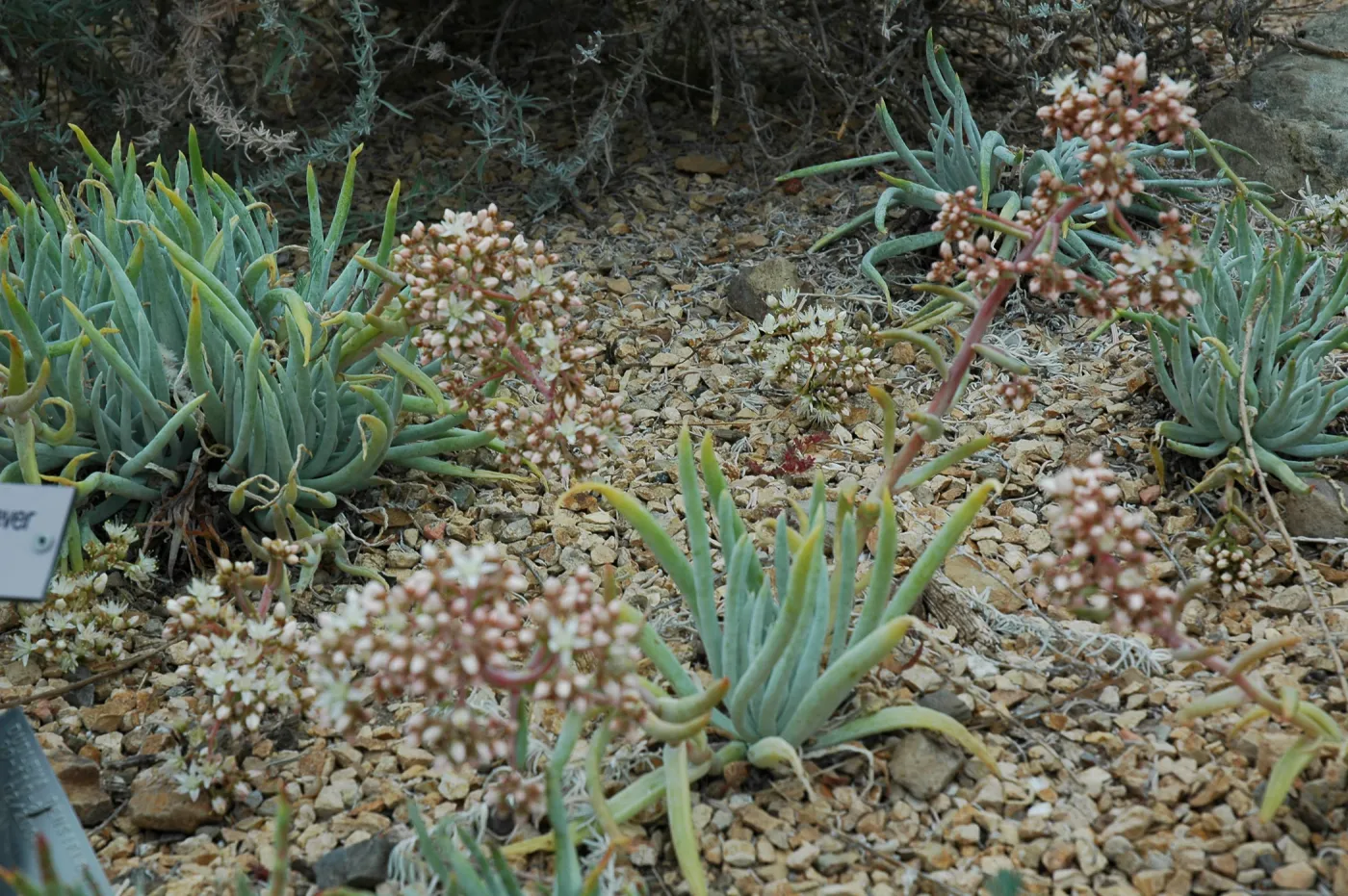 Dudlyea densiflora in the Dudleya Display