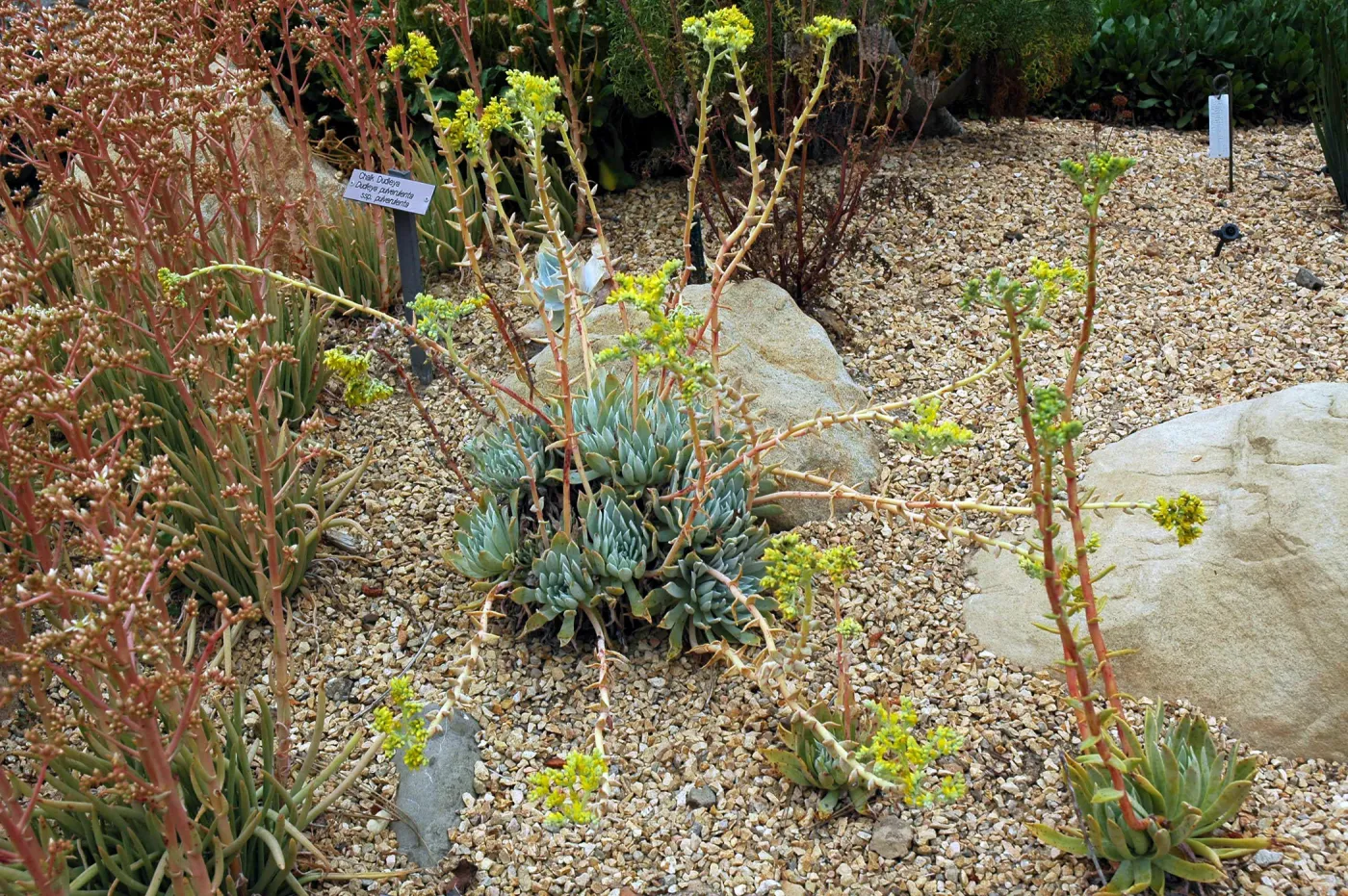 Dudleya traskiae in the Dudleya Display