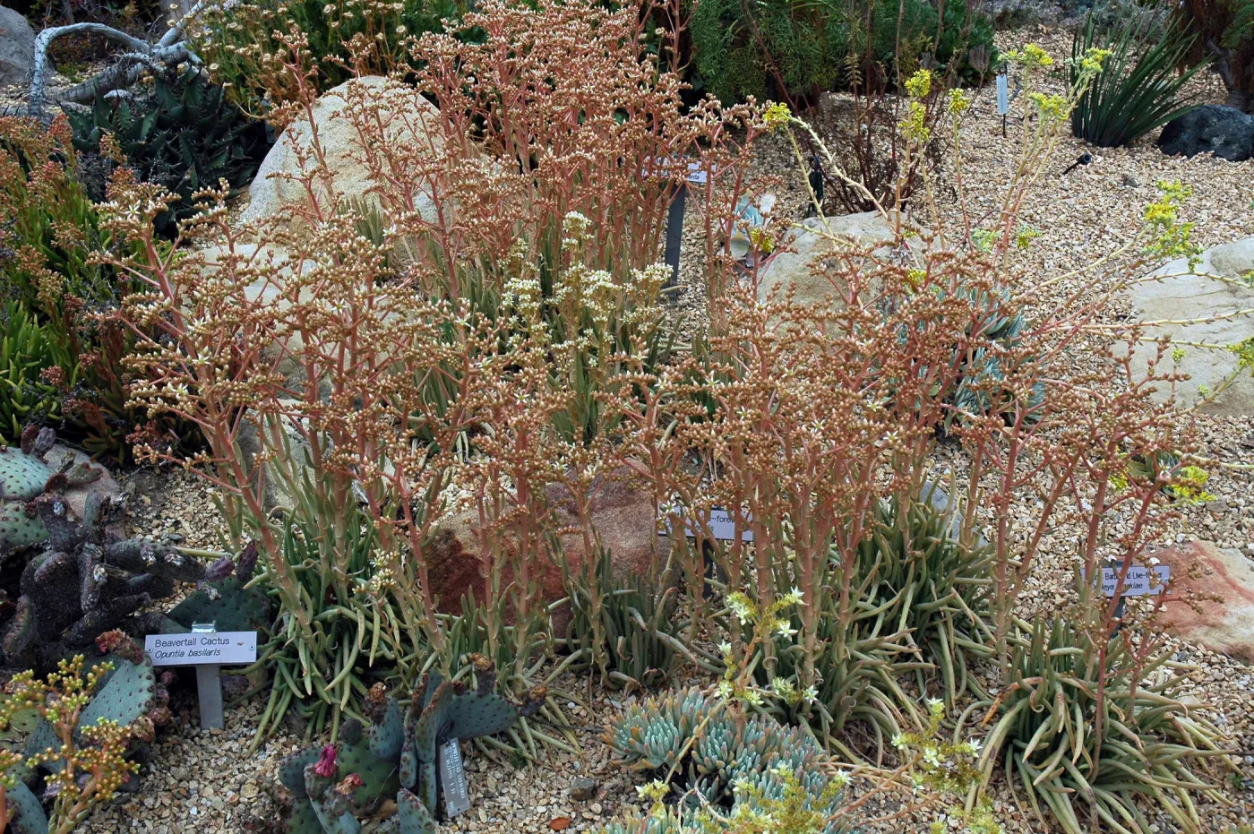 Dudleya edulis in the Dudleya Display