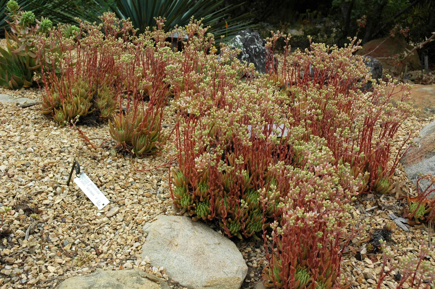 Dudleya anomala in the Dudleya Display