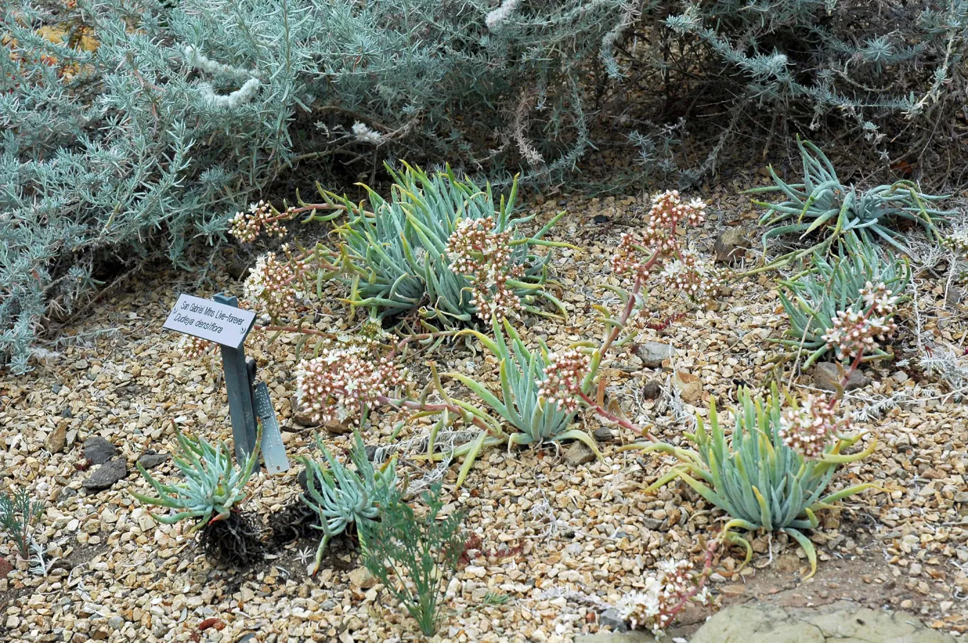 Dudleya densiflora in the Dudleya Display