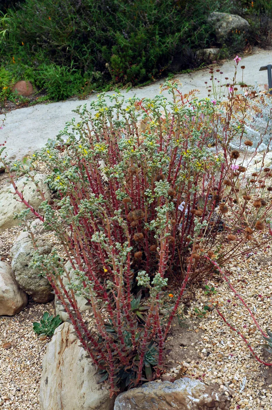 Dudleya palmeri in the Dudleya Display