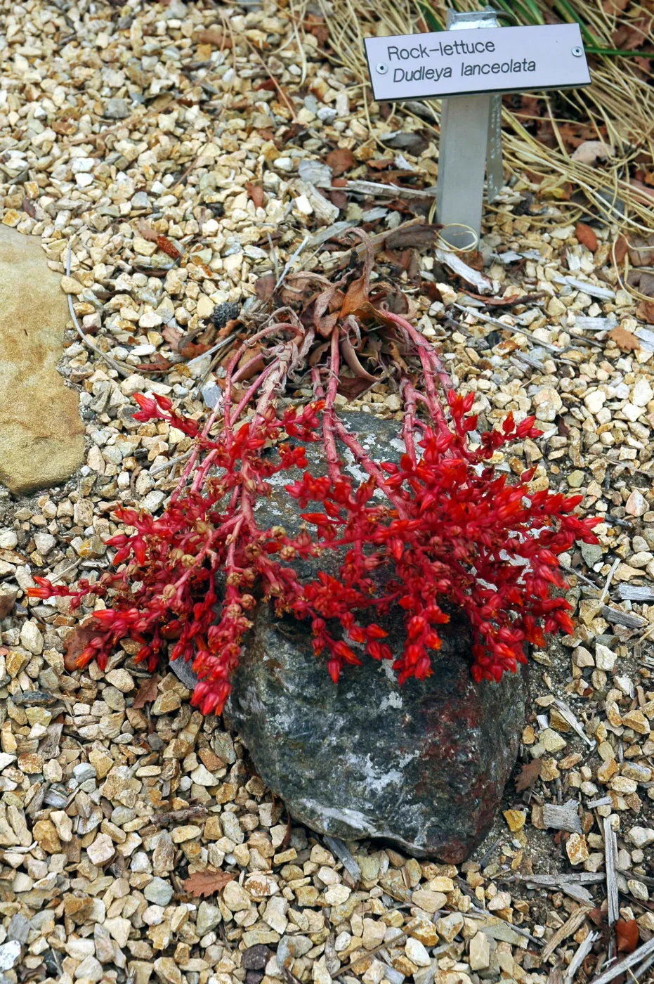 Dudleya lanceolata in the Dudleya Display