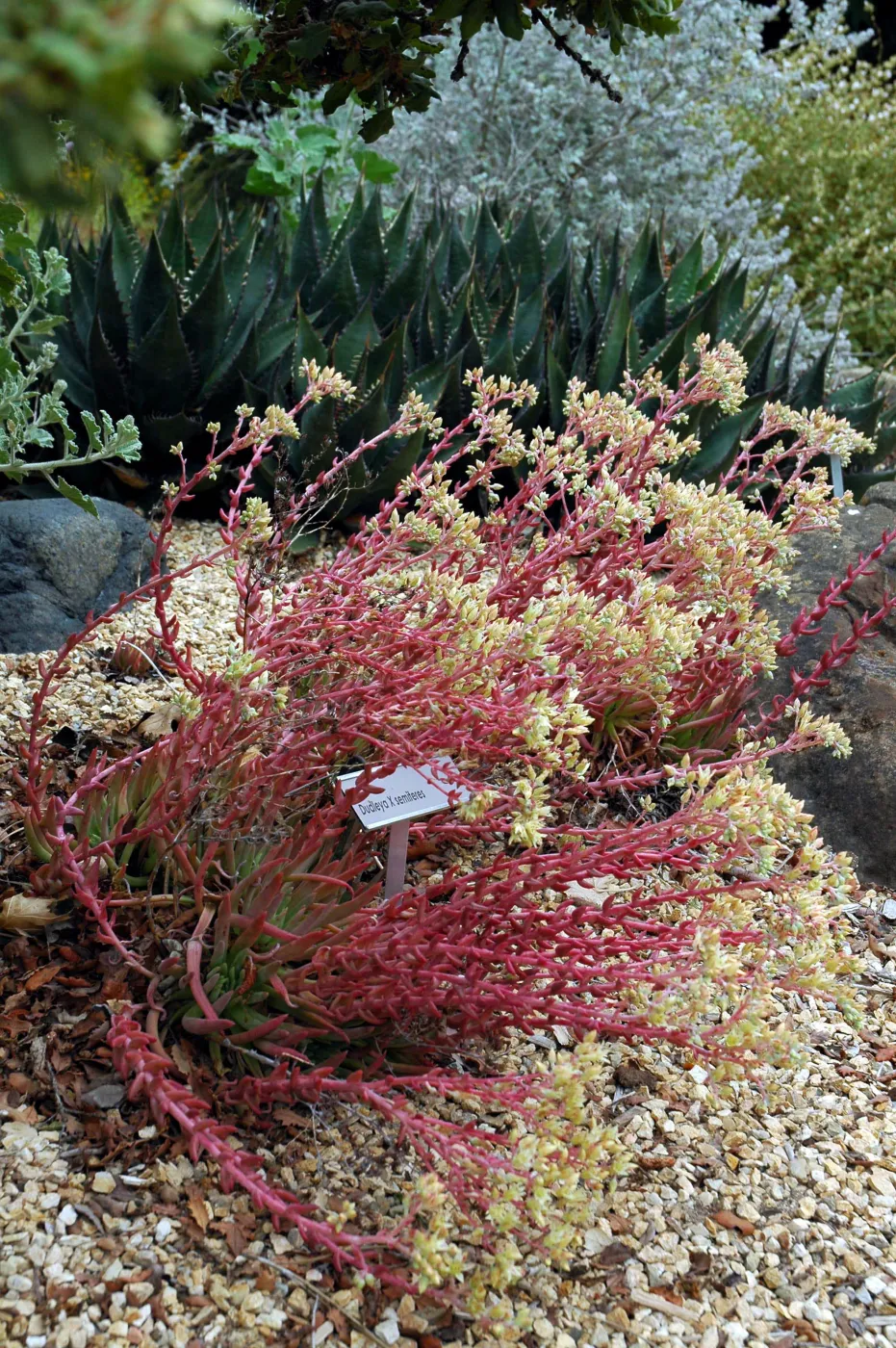 Dudleya x semiteres in the Dudleya Display