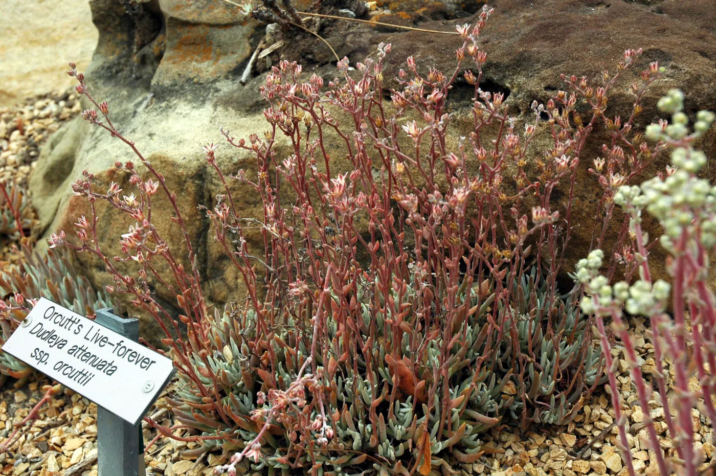 Dudleya attenuata ssp. orcuttii in the Dudleya Display