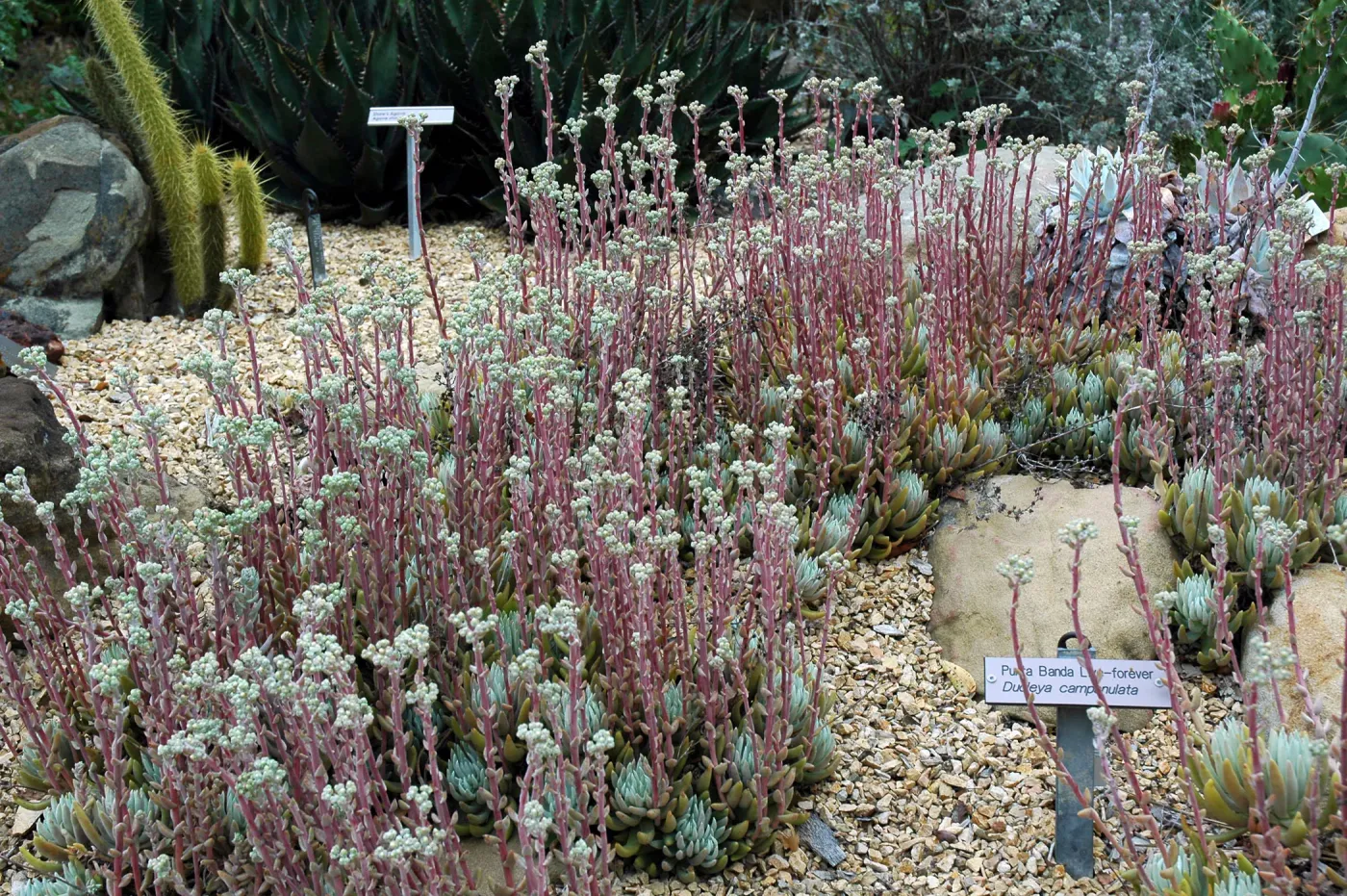 Dudleya campanulata in the Dudleya Display