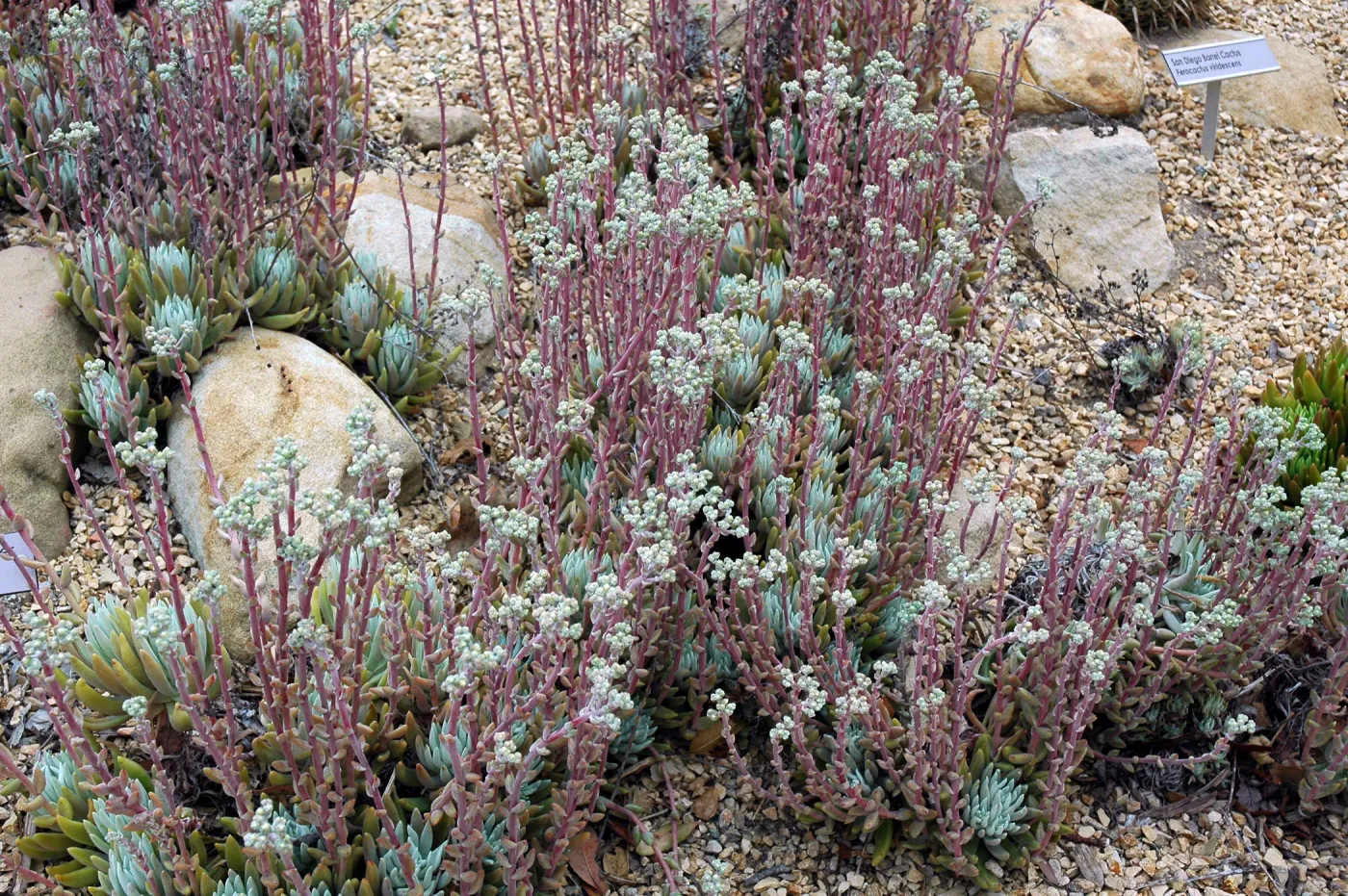 Dudleya campanulata in the Dudleya Display