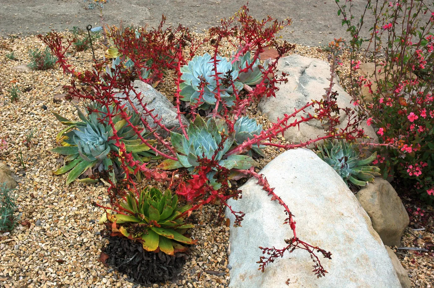 Dudleya brittonii in the Dudleya Display