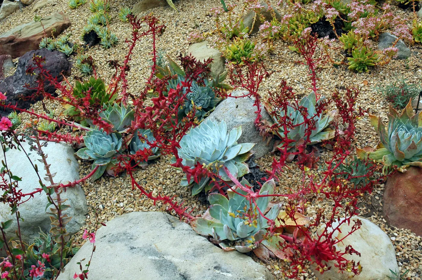 Dudleya brittonii in the Dudleya Display