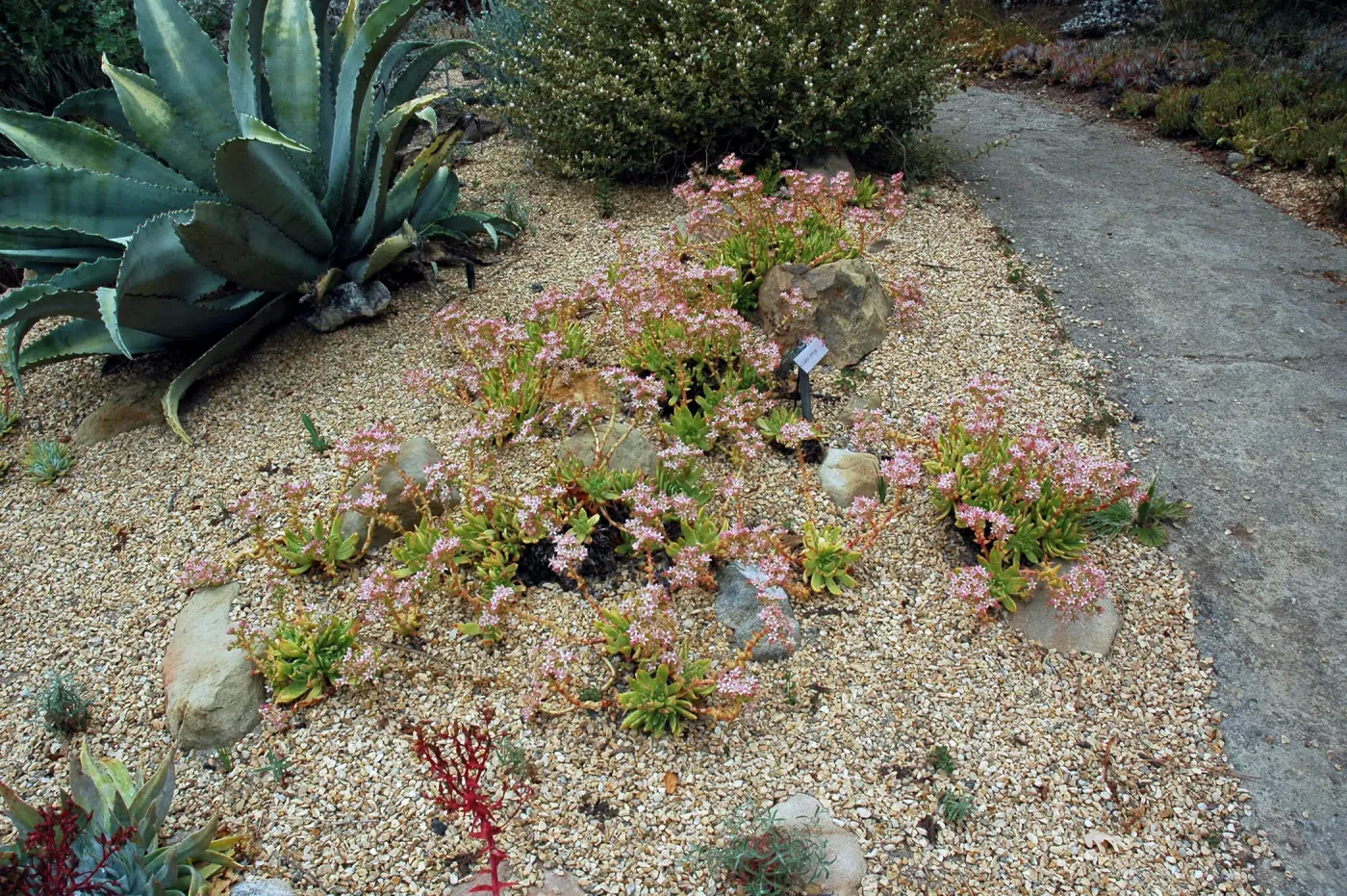 Dudleya formosa in the Dudleya Display