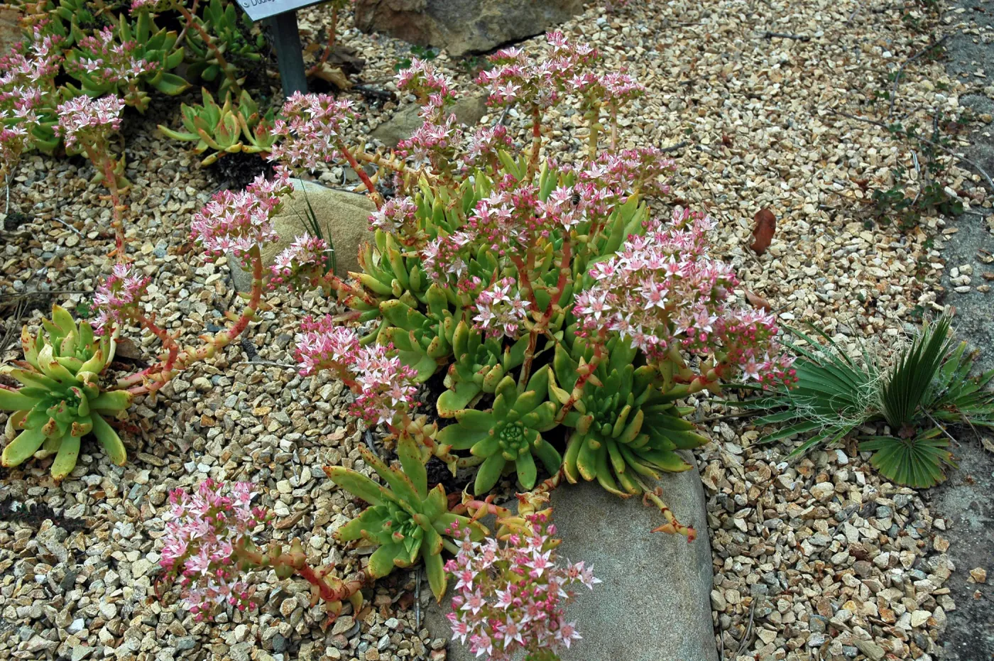 Dudleya formosa in the Dudleya Display