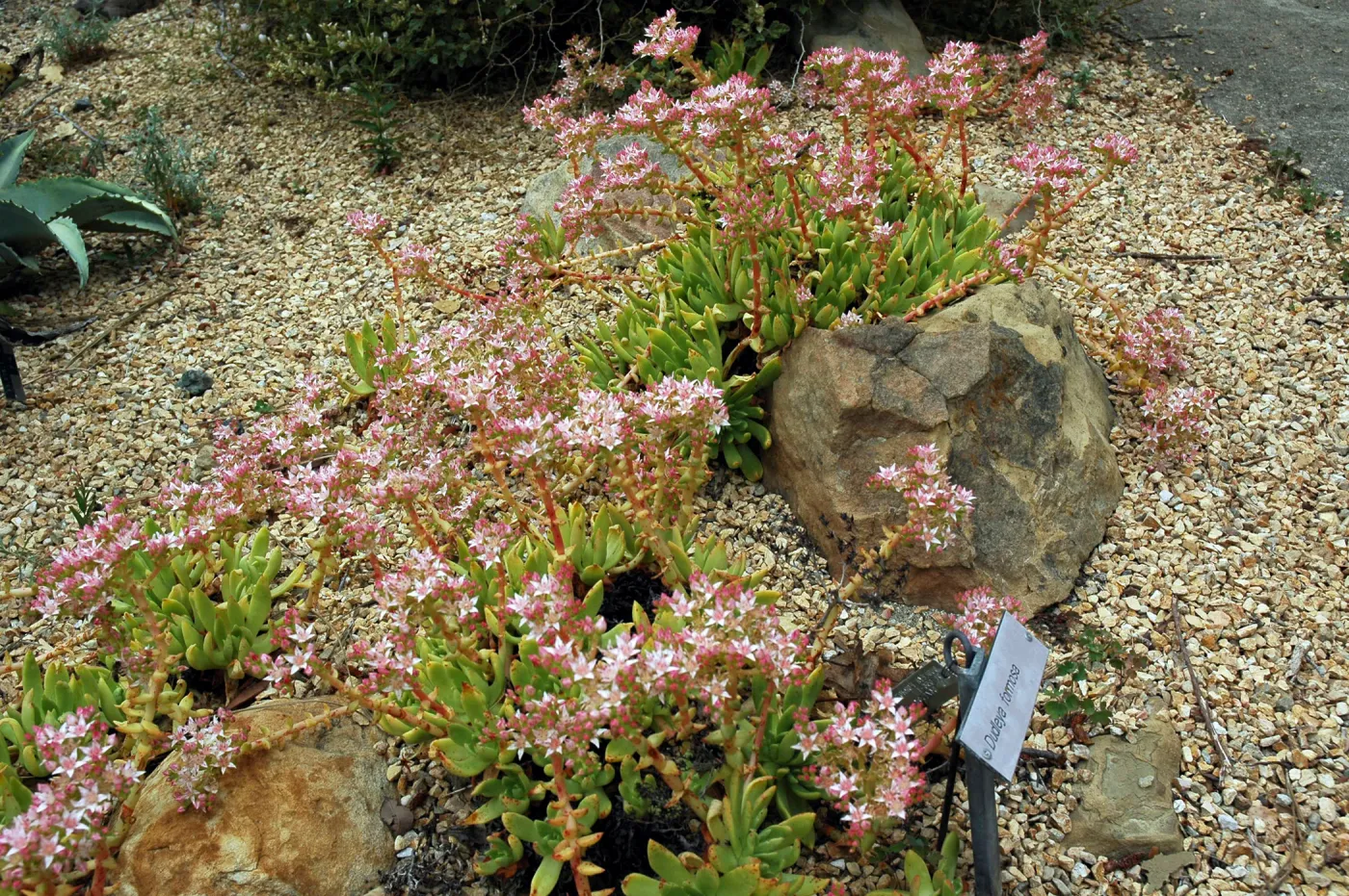 Dudleya formosa in the Dudleya Display