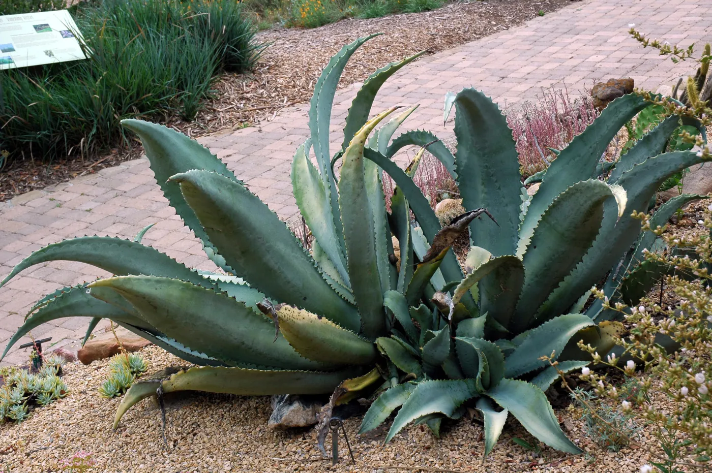 Agave sobria in the Dudleya Display