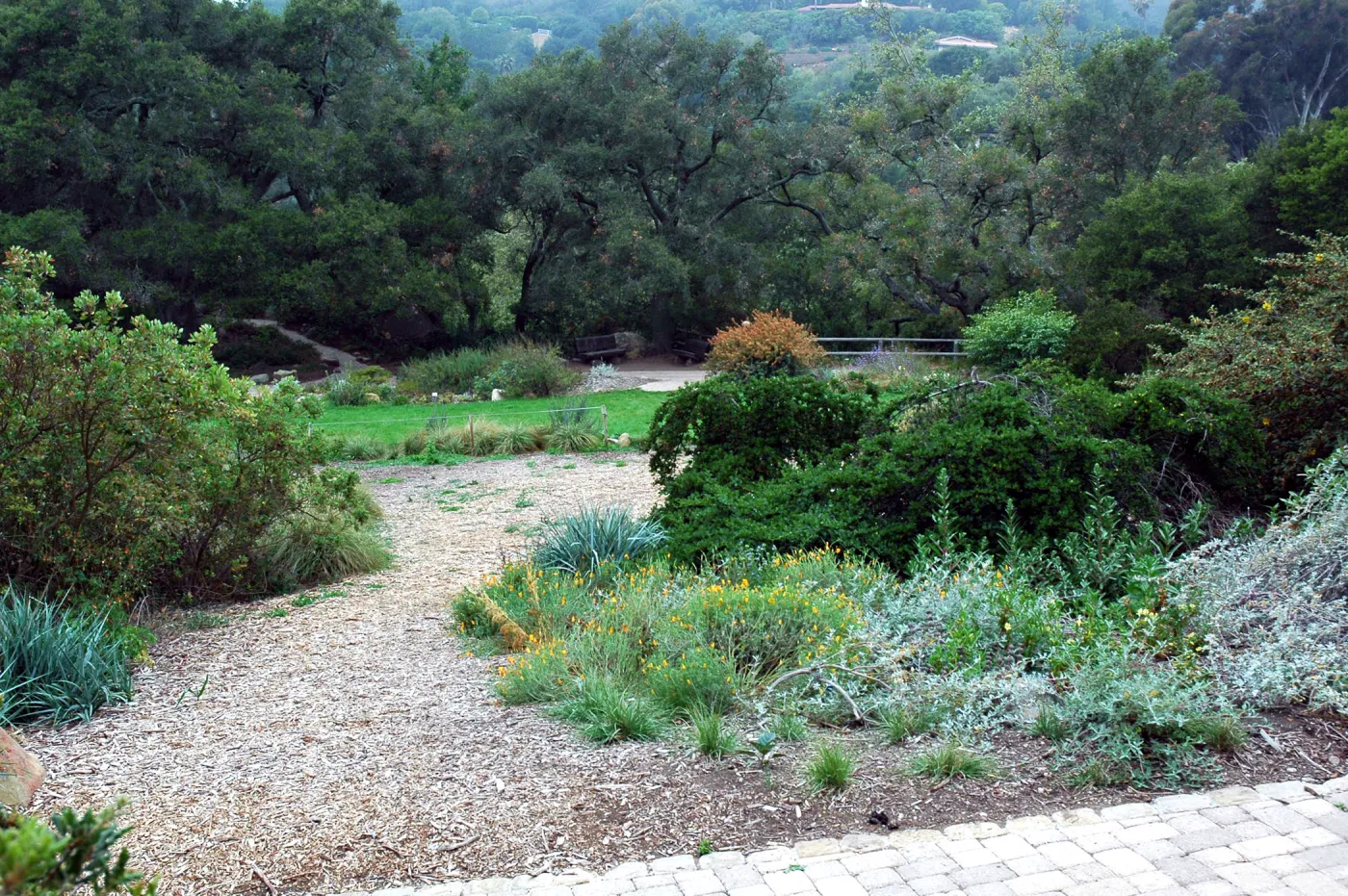 Meadow Lawn from dudleya display