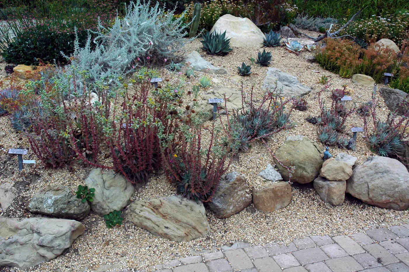 Dudleya display north end