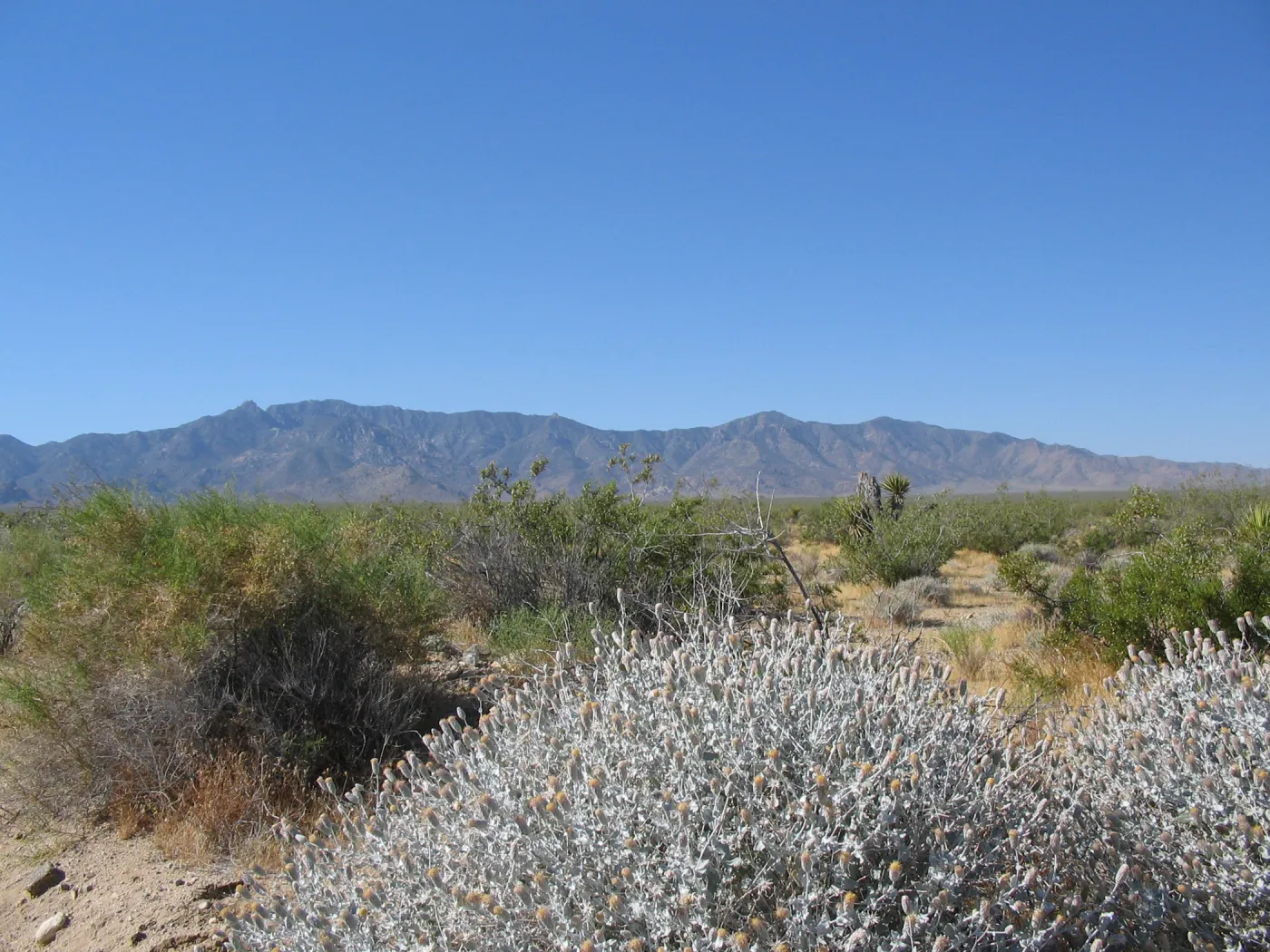Brickellia incana, Ivanpah Rd Mojave Desert Preserve 