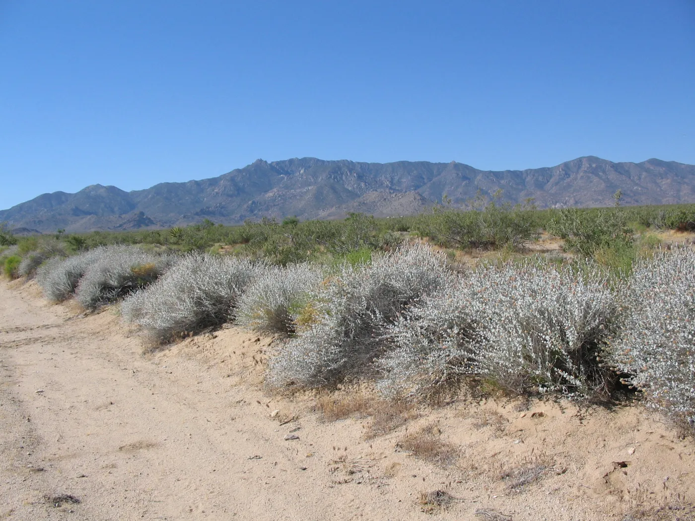 Brickellia incana, Ivanpah Rd Mojave Desert Preserve 