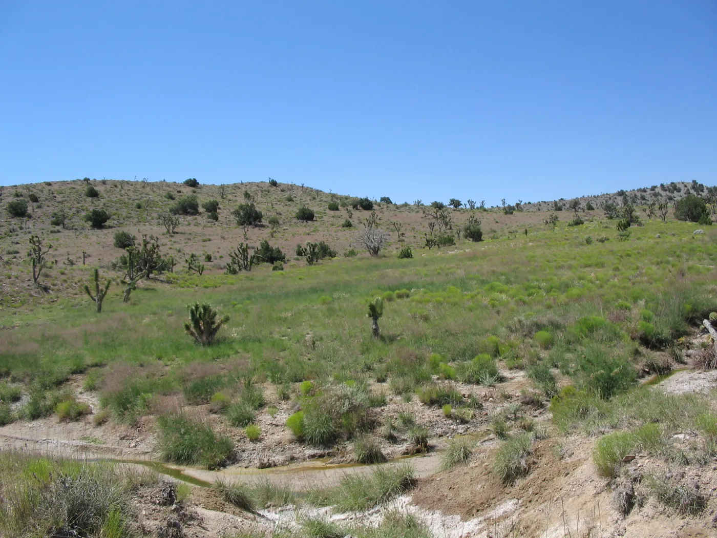Grassland, Ivanpah Rd Mojave Desert Preserve 