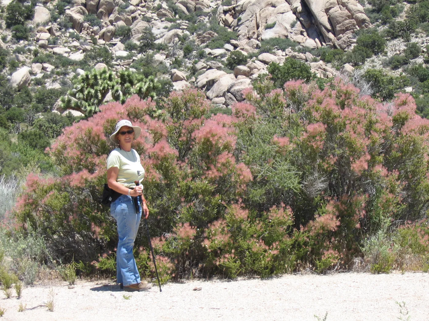 Fallugia paradoxa, Betsy Collins, Ivanpah Rd Mojave Desert Preserve 