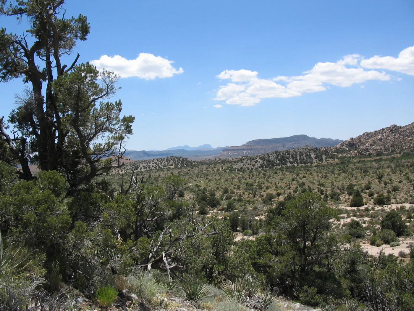 Caruthers Canyon, New York Mtns