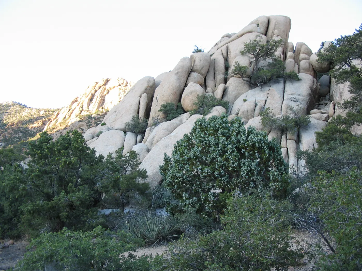 Juniperus osteosperma, Caruthers Canyon, New York Mtns 