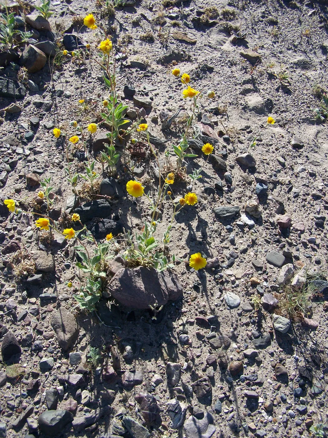 Geraea
