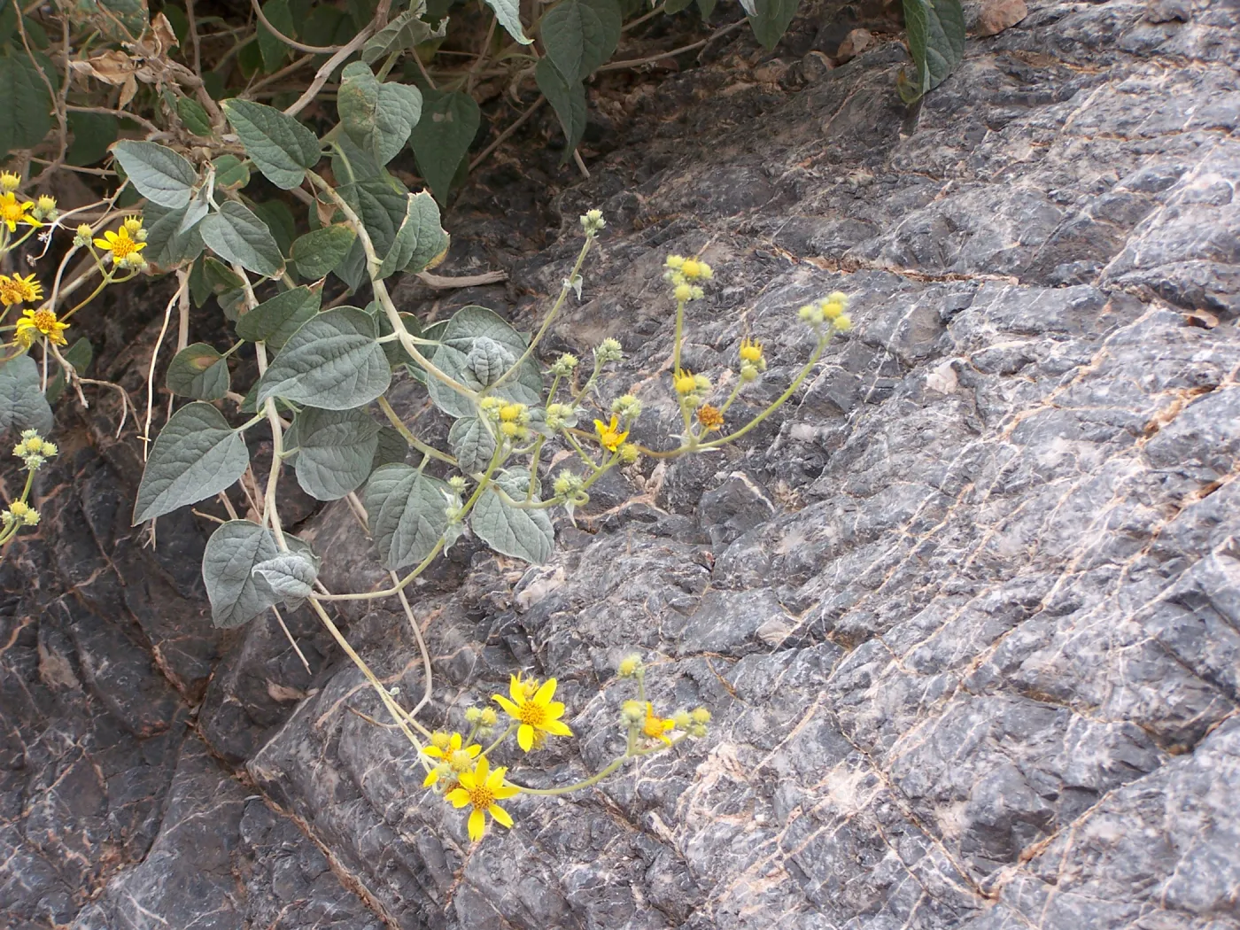 Viguiera reticulata