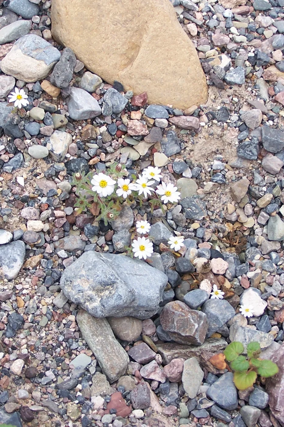 Monoptilon bellioides