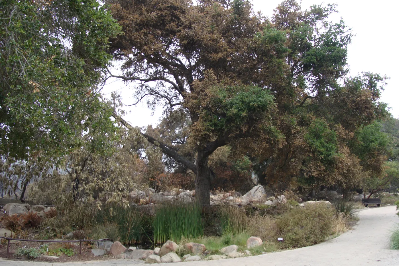 Pond and Meadow Oaks, Santa Barbara Botanic Garden, after the Jesusita Fire